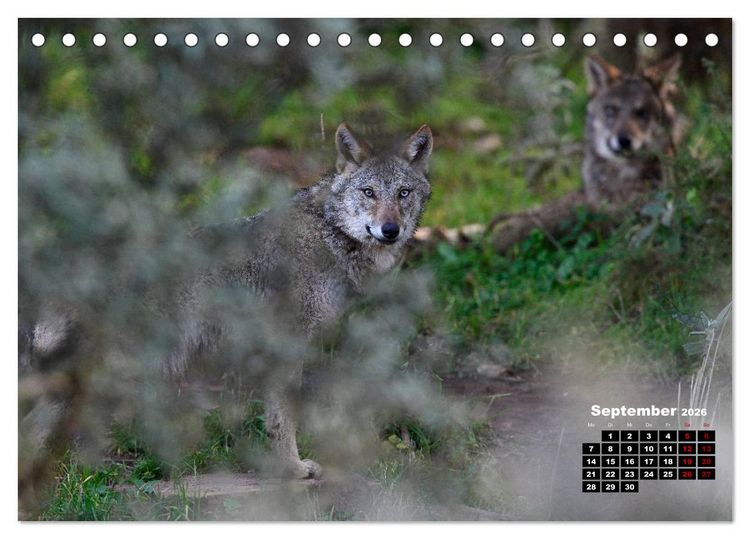 Produktbild: Willkommen Wolf (Tischkalender 2026 DIN A5 quer), CALVENDO Monatskalender