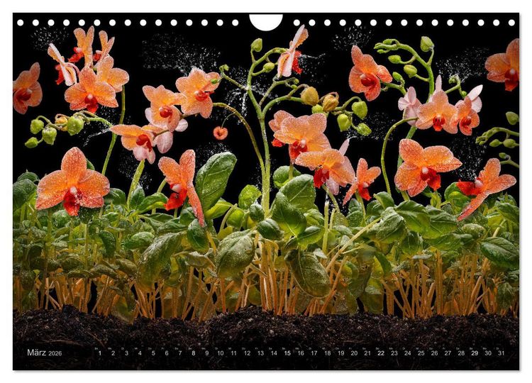 Produktbild: Orchidea (Wandkalender 2026 DIN A4 quer), CALVENDO Monatskalender