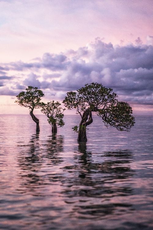 Produktbild: Tropics & Traditions