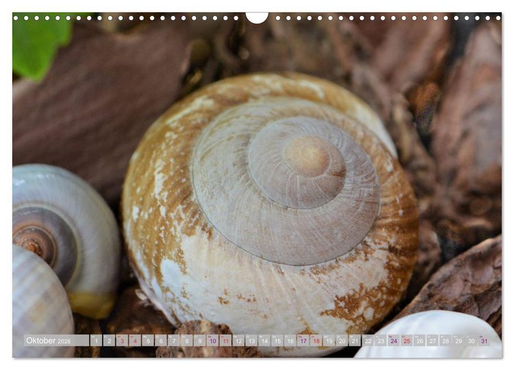 Produktbild: H&auml;user der Meere: Muscheln - Seeigel - Schnecken (Wandkalender 2026 DIN A3 quer), CALVENDO Monatskalender