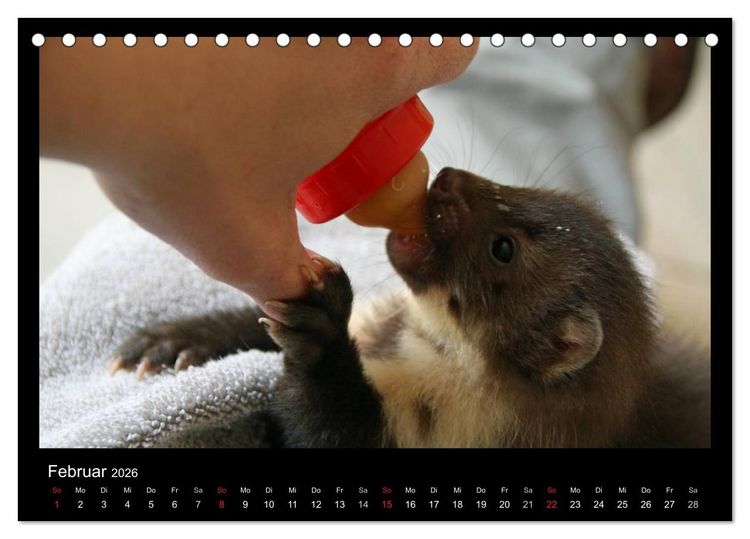 Produktbild: Marderkinder (Tischkalender 2026 DIN A5 quer), CALVENDO Monatskalender