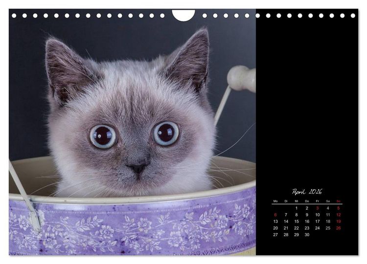 Produktbild: Britisch Kurzhaar Katzen (Wandkalender 2026 DIN A4 quer), CALVENDO Monatskalender