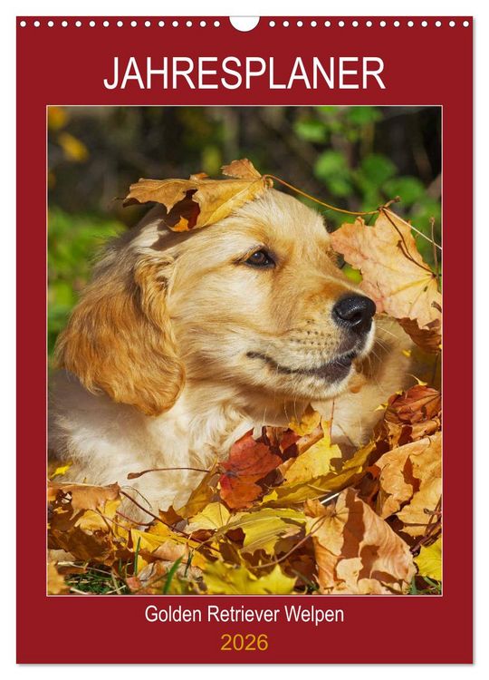 Produktbild: Jahresplaner Golden Retriever Welpen (Wandkalender 2026 DIN A3 hoch), CALVENDO Monatskalender