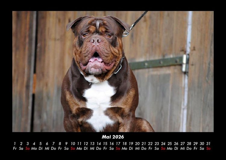 Produktbild: Der Hundekalender 2026 Fotokalender DIN A3