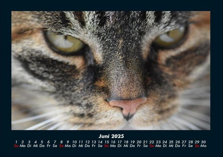 Produktbild: F&uuml;r Katzenfreunde 2025 Fotokalender DIN A4