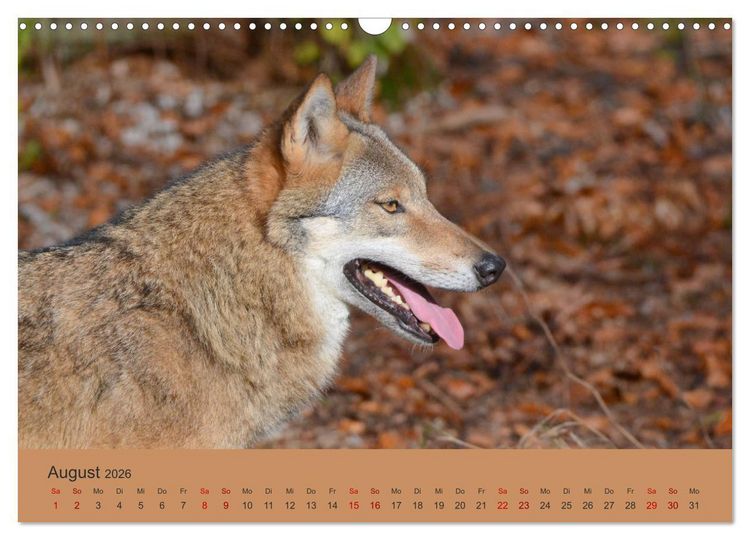 Produktbild: Begegnungen DER WOLF (Wandkalender 2026 DIN A3 quer), CALVENDO Monatskalender