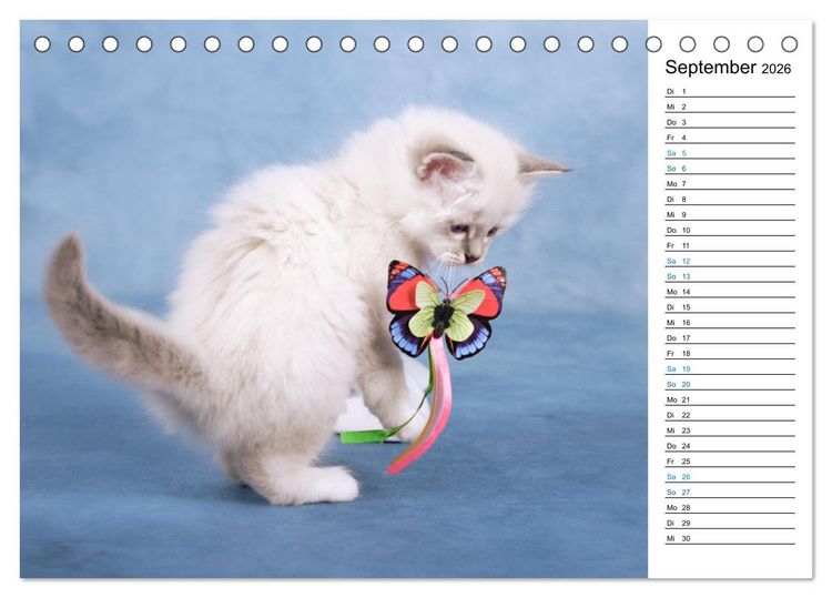 Produktbild: Heilige Birma Kitten mit Planer (Tischkalender 2026 DIN A5 quer), CALVENDO Monatskalender