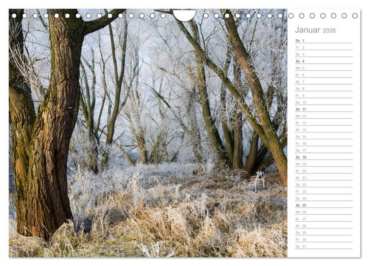 Produktbild: Im Deutschen Wald 2026 - ein Notizkalender (Wandkalender 2026 DIN A4 quer), CALVENDO Monatskalender