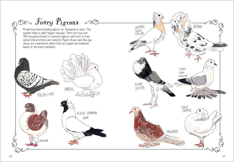 Produktbild: Bird Anatomy