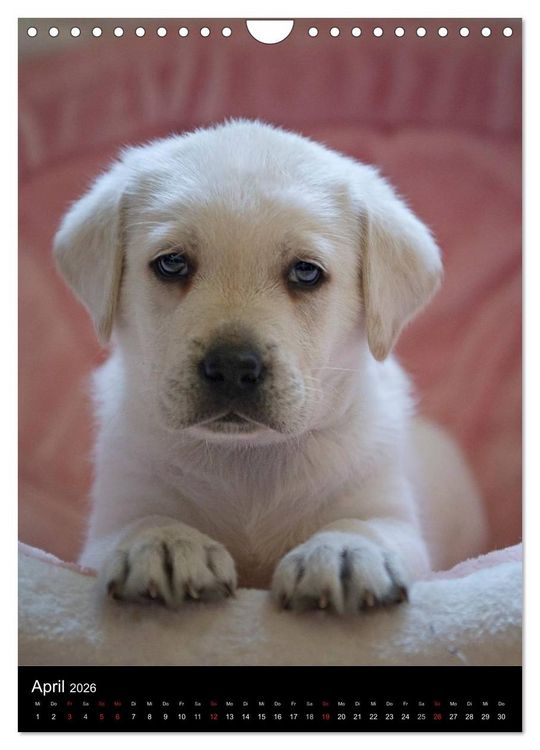 Produktbild: Labrador Welpen (Wandkalender 2026 DIN A4 hoch), CALVENDO Monatskalender
