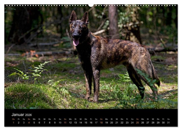 Produktbild: Holl&auml;ndischer Sch&auml;ferhund (hochwertiger Premium Wandkalender 2026 DIN A2 quer), Kunstdruck in Hochglanz