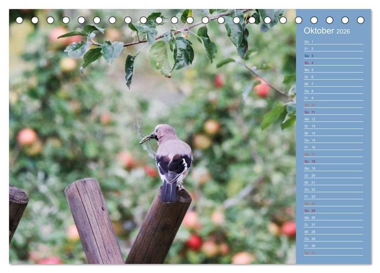Produktbild: Gefiederte Gartenfreunde (Tischkalender 2026 DIN A5 quer), CALVENDO Monatskalender