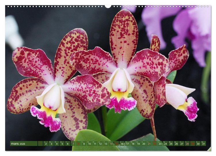 Produktbild: Orchid&eacute;es merveilleuses (Calendrier mural 2026 DIN A2 vertical), CALVENDO calendrier mensuel