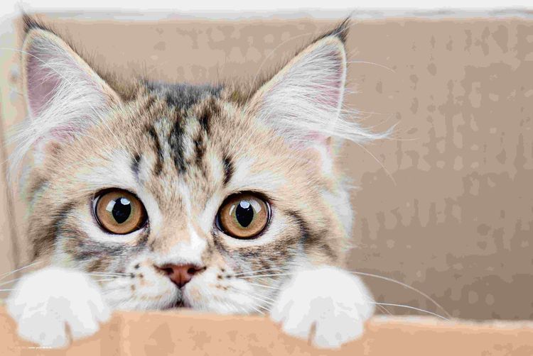 Produktbild: Cover-your-desk Schreibtischunterlage f&uuml;r Kinder und Erwachsene Maine Coon K&auml;tzchen, aus hochwertigem Vinyl , 60 x 40 cm
