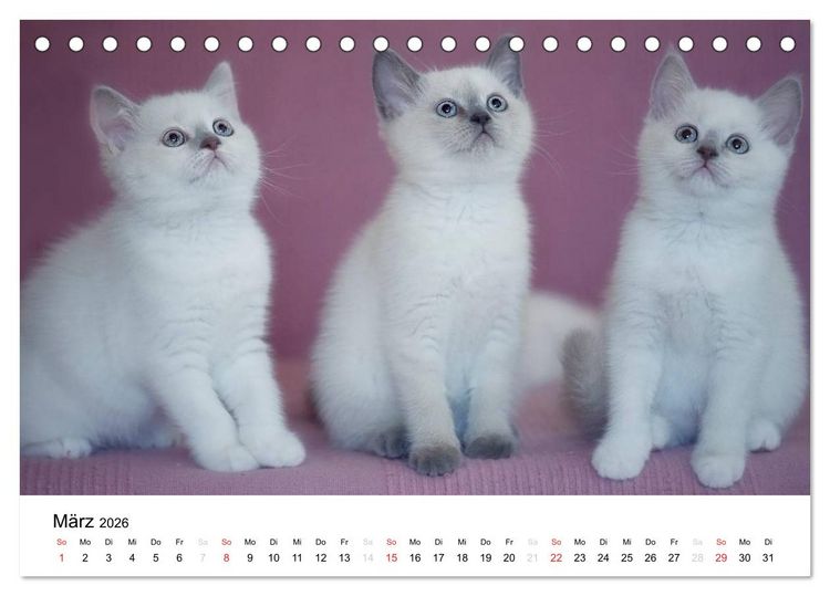 Produktbild: Briten B&auml;rchen &ndash; Britsch Kurzhaar 2026 (Tischkalender 2026 DIN A5 quer), CALVENDO Monatskalender