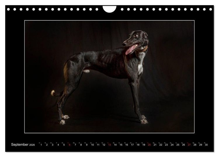 Produktbild: Windhunde - Schnelle Sch&ouml;nheiten (Wandkalender 2026 DIN A4 quer), CALVENDO Monatskalender