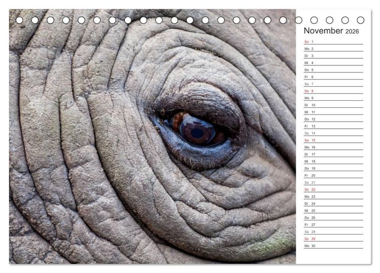 Produktbild: Emotionale Momente: Nash&ouml;rner (Tischkalender 2026 DIN A5 quer), CALVENDO Monatskalender