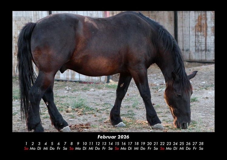 Produktbild: Die Welt der Pferde 2026 Fotokalender DIN A3