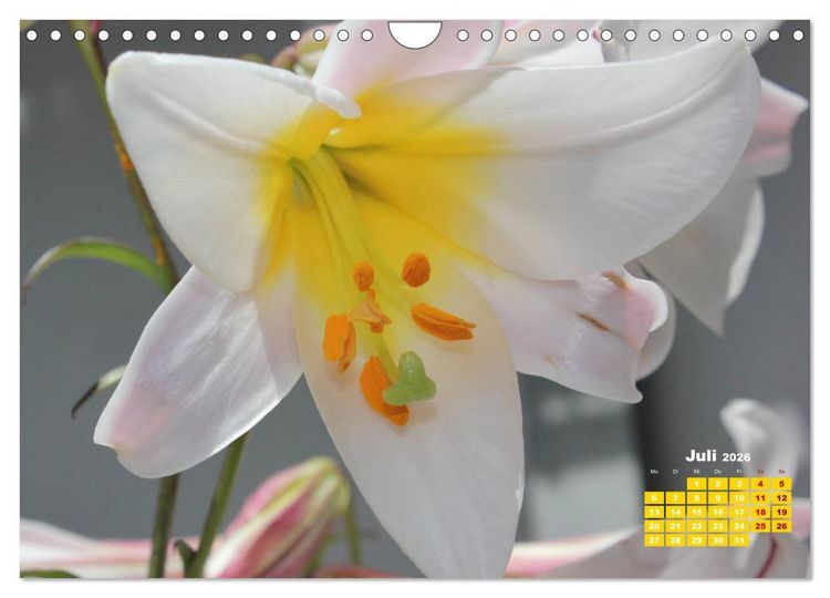 Produktbild: Lilien (Lilium) (Wandkalender 2026 DIN A4 quer), CALVENDO Monatskalender