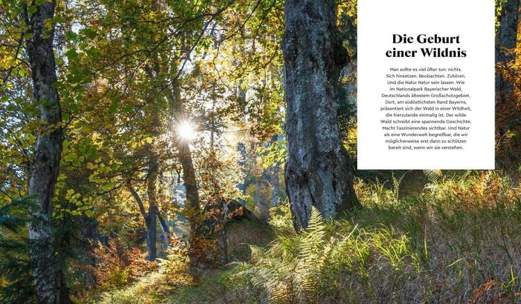 Produktbild: Wilder Wald