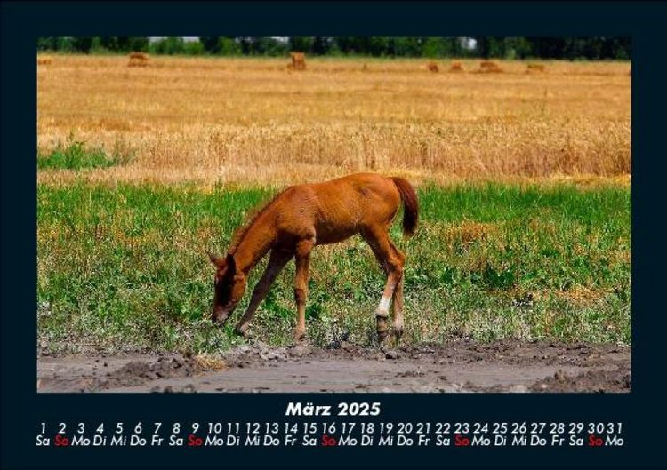 Produktbild: Die Welt der Pferde 2025 Fotokalender DIN A5