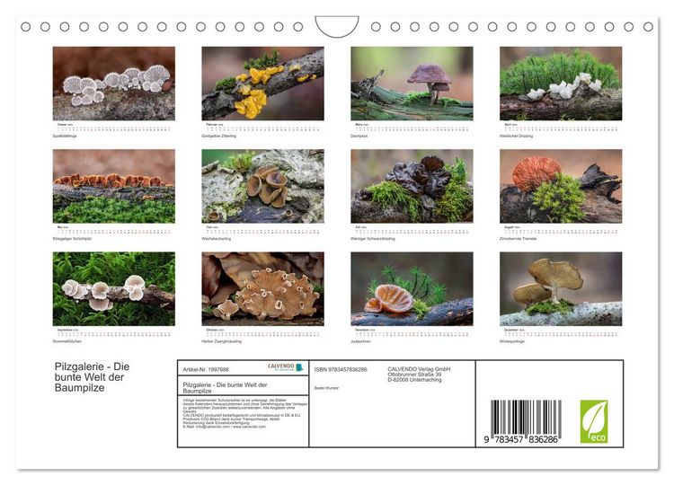 Produktbild: Pilzgalerie - Die bunte Welt der Baumpilze (Wandkalender 2026 DIN A4 quer), CALVENDO Monatskalender
