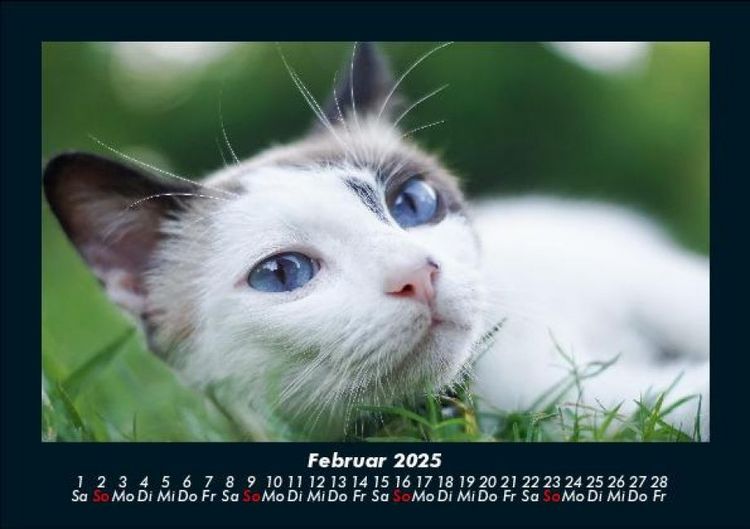Produktbild: F&uuml;r Katzenfreunde 2025 Fotokalender DIN A5