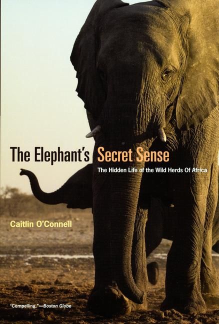 Produktbild: The Elephant's Secret Sense