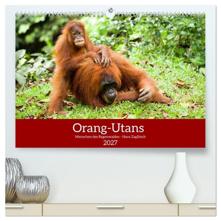 Produktbild: Orang-Utans - Menschen des Regenwaldes (hochwertiger Premium Wandkalender 2027 DIN A2 quer), Kunstdruck in Hochglanz