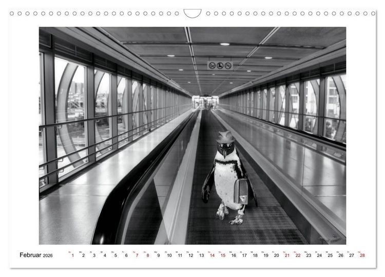 Produktbild: Pinguine privat (Wandkalender 2026 DIN A3 quer), CALVENDO Monatskalender