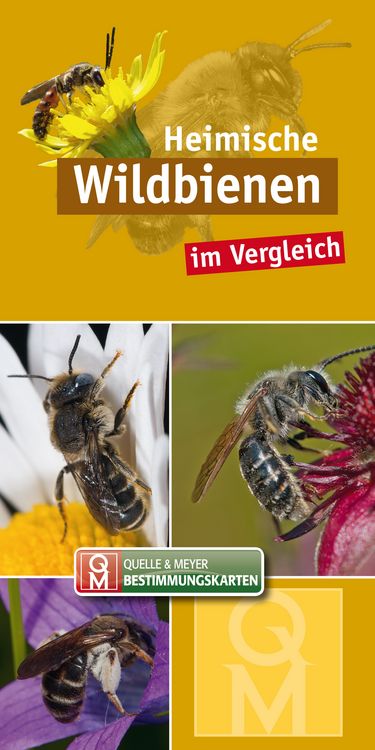 Produktbild: Heimische Wildbienen