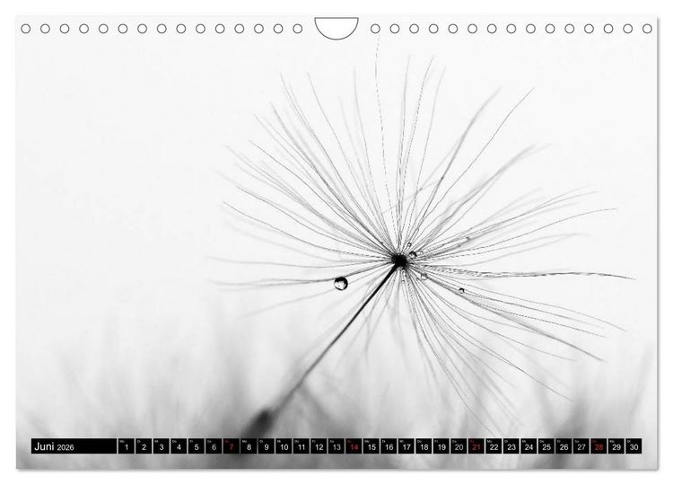Produktbild: Pusteblume - Impressionen in schwarzwei&szlig; (Wandkalender 2026 DIN A4 quer), CALVENDO Monatskalender