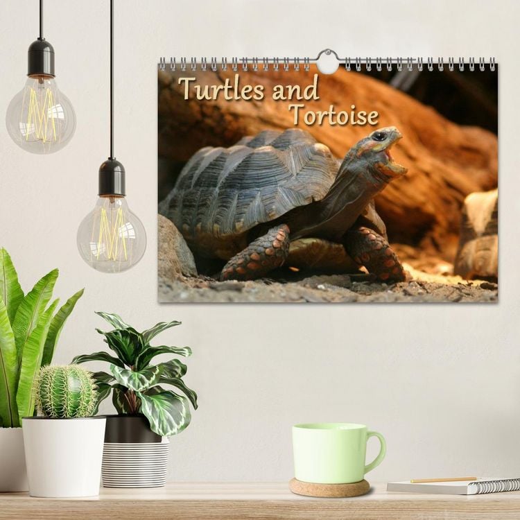 Produktbild: Turtles and Tortoise / UK-Version (Wall Calendar 2026 DIN A4 landscape), CALVENDO 12 Month Wall Calendar