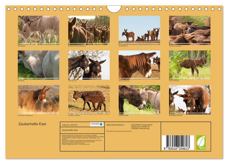 Produktbild: Zauberhafte Esel (Wandkalender 2026 DIN A4 quer), CALVENDO Monatskalender