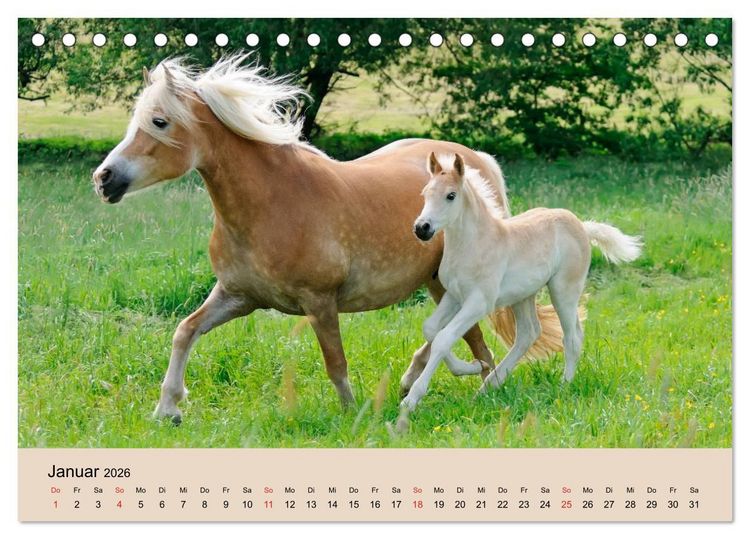 Produktbild: Haflinger Fohlen (Tischkalender 2026 DIN A5 quer), CALVENDO Monatskalender