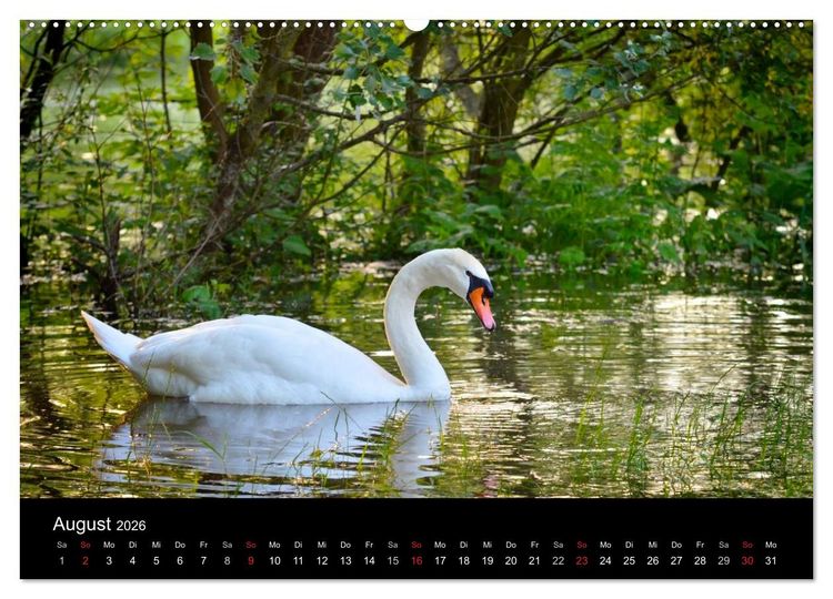 Produktbild: Mannheimer Waldpark (Wandkalender 2026 DIN A2 quer), CALVENDO Monatskalender