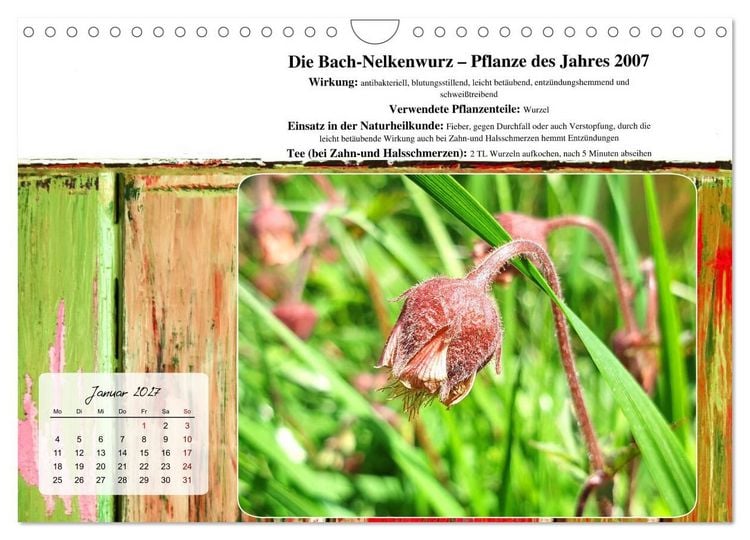 Produktbild: Gesundheit vor deiner Haust&uuml;re - Heilpflanzen am Alpenrand - Wirkung, Anwendungsbereiche und Teezubereitung (Wandkalender 2027 DIN A4 quer), CALVENDO Monatskalender