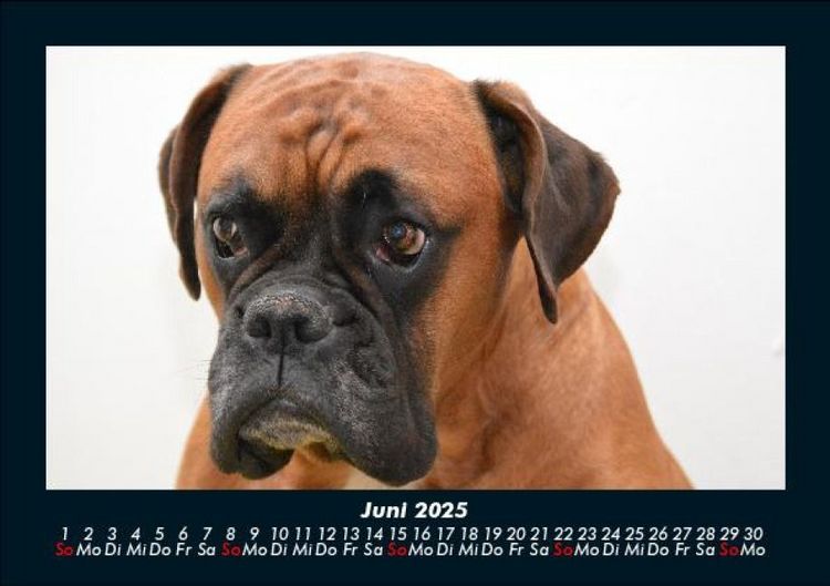 Produktbild: Hunde 2025 Fotokalender DIN A5