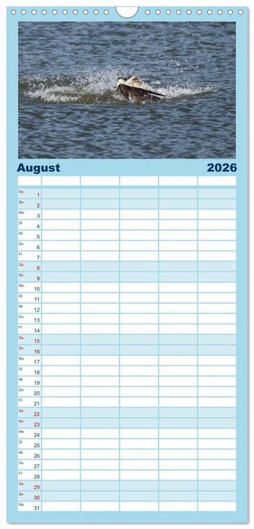 Produktbild: Familienplaner 2026 - Fischadler - Meister des Sturzfluges mit 5 Spalten (Wandkalender, 21 x 45 cm) CALVENDO