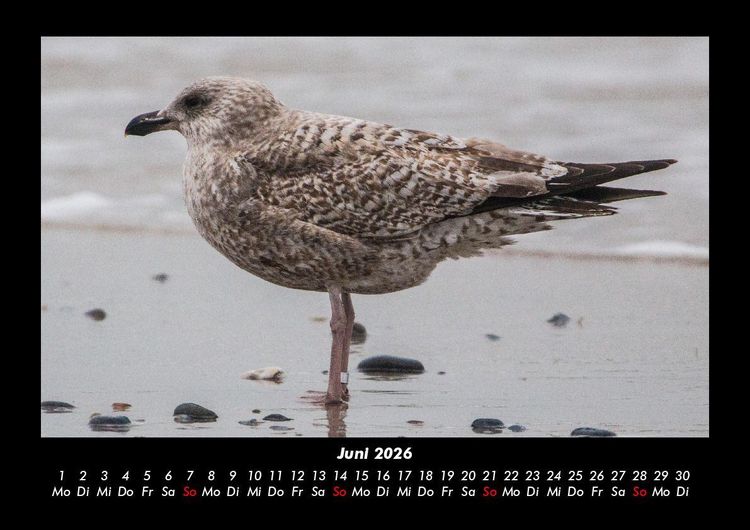 Produktbild: Vogelparadies 2026 Fotokalender DIN A3