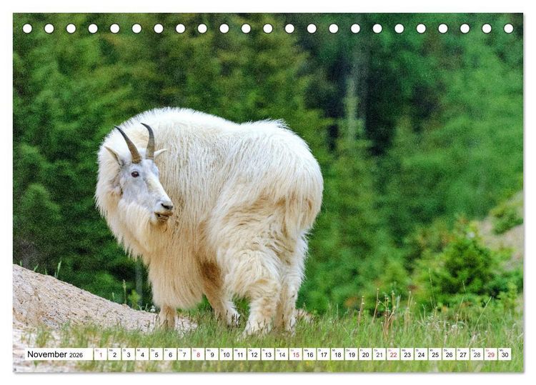 Produktbild: Tierwelt in den Canadian Rockies (Tischkalender 2026 DIN A5 quer), CALVENDO Monatskalender