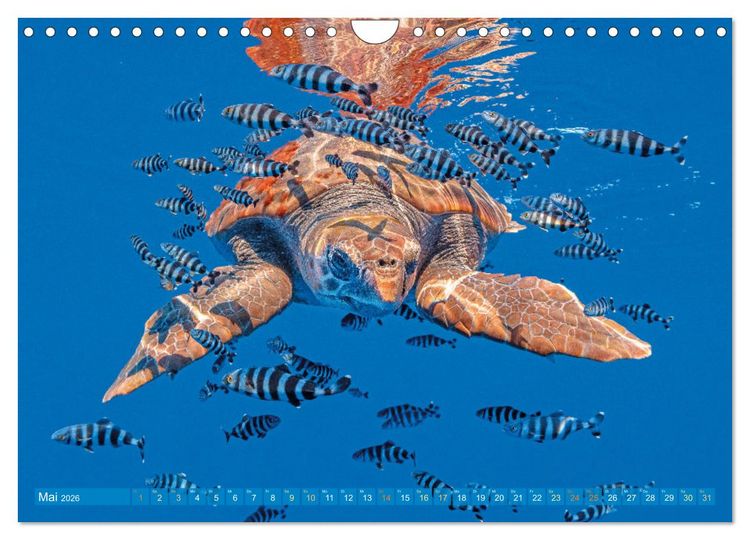 Produktbild: Meeresschildkr&ouml;ten: Aus den blauen Tiefen der Ozeane (Wandkalender 2026 DIN A4 quer), CALVENDO Monatskalender