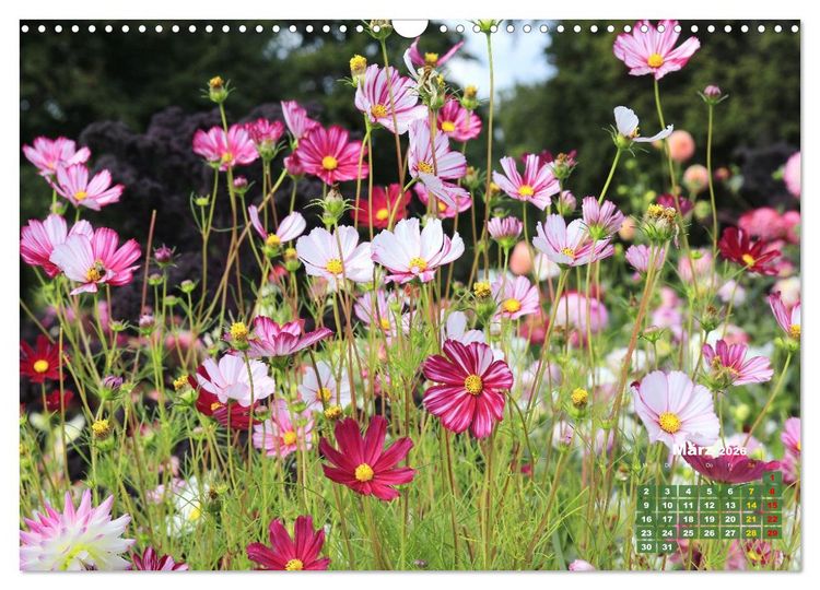 Produktbild: Sommerliche Bl&uuml;tentr&auml;ume (Wandkalender 2026 DIN A3 quer), CALVENDO Monatskalender