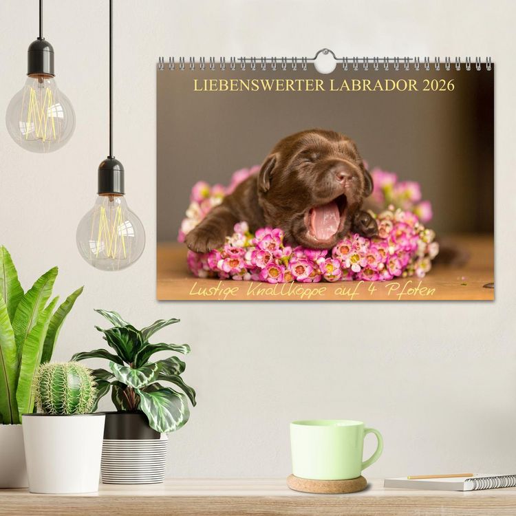 Produktbild: Liebenswerter Labrador 2026 (Wandkalender 2026 DIN A4 quer), CALVENDO Monatskalender