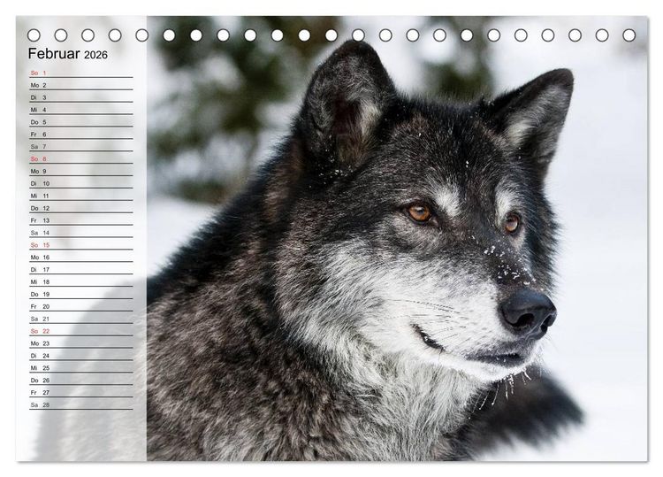 Produktbild: W&ouml;lfe. Graue Eminenzen (Tischkalender 2026 DIN A5 quer), CALVENDO Monatskalender