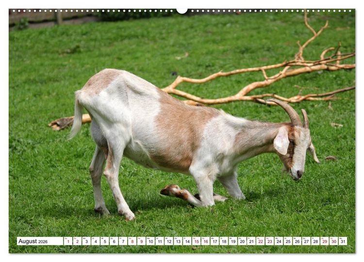 Produktbild: Ziegen - Die Stars aus dem Streichelzoo (Wandkalender 2026 DIN A2 quer), CALVENDO Monatskalender