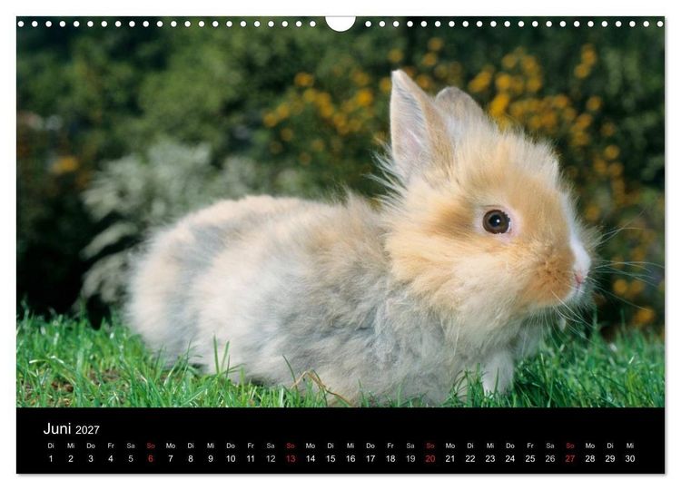 Produktbild: Zwergkaninchen (Wandkalender 2027 DIN A3 quer), CALVENDO Monatskalender