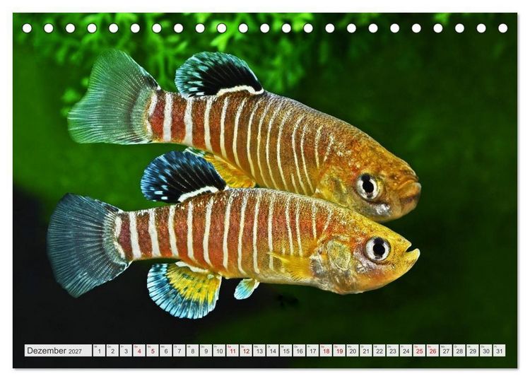 Produktbild: Outdoor-Aquaristik (Tischkalender 2027 DIN A5 quer), CALVENDO Monatskalender