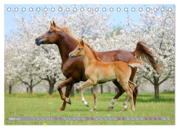 Produktbild: Ein Jahr voll Fohlenzauber (Tischkalender 2027 DIN A5 quer), CALVENDO Monatskalender
