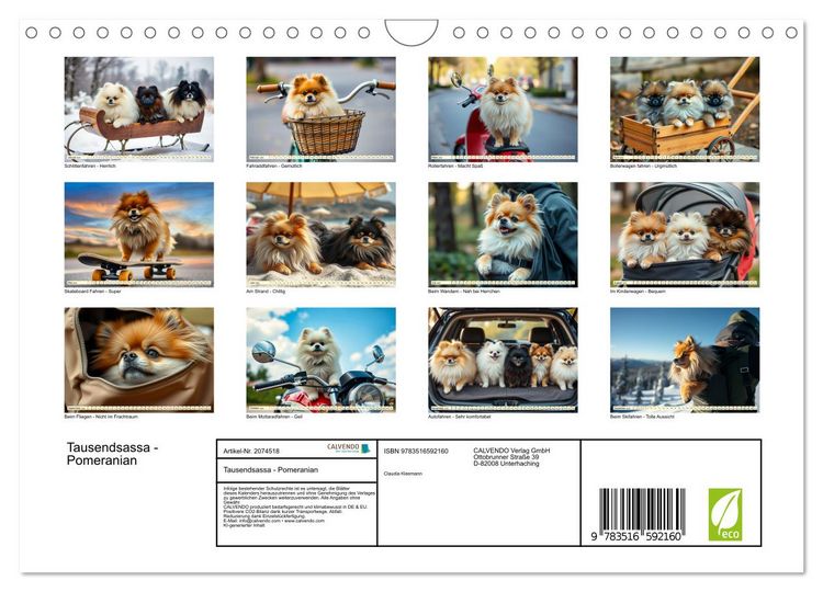 Produktbild: Tausendsassa - Pomeranian (Wandkalender 2026 DIN A4 quer), CALVENDO Monatskalender